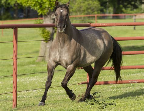 She came from great stock. . Grulla quarter horse mare